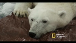 Белый медведь на тонком льду