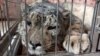 Kyrgyzstan - A Kyrgyz wildlife center in Bishkek is nursing a snow leopard named Zhaabars back to health after he was badly wounded by a shotgun. screen grab Current Time