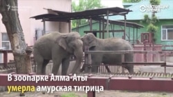 В алма-атинском зоопарке продолжают гибнуть звери