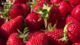 #ВУкраине: как выращивают ягоду в клубничной столице Украины