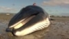На Аляске увеличилась смертность китов