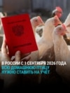 "Новый закон вышел: всех курей поставить на учет!" Фермеры в России обсуждают регистрацию домашней птицы