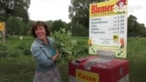 Ни кассира, ни охранника: как в Германии торгуют цветами, доверяя покупателям