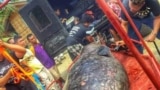 Dead whale videograb