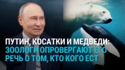 Путин рассказал, как косатки в Арктике нападают на белых медведей. Зоологи это опровергают