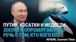Путин рассказал, как косатки в Арктике нападают на белых медведей. Зоологи это опровергают