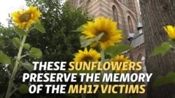 Sunflowers From Ukraine Memorialize Dutch MH17 Victims