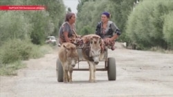 Рабочий на один день: зачем таджики в приграничных районах каждый день ездят в Кыргызстан