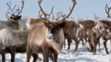 Northern polar deer 