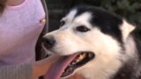 Оперная певица променяла сцену на собак и стала кинологом